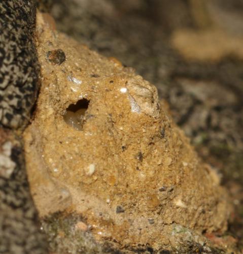 Réf. 242 934 : Eumenes coronatus
